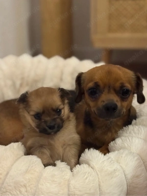 Zauberhafte Pomchi-Welpen suchen liebevolles Zuhause 