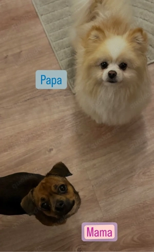 Auszugsbereit!  Pomchi-Welpen suchen liebevolles Zuhause  Bild 8