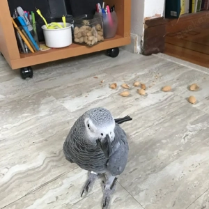 Graupapagei zur Adoption