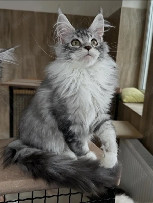 Verfügbare Maine Coon