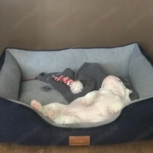 Englische Bulldoggenwelpen