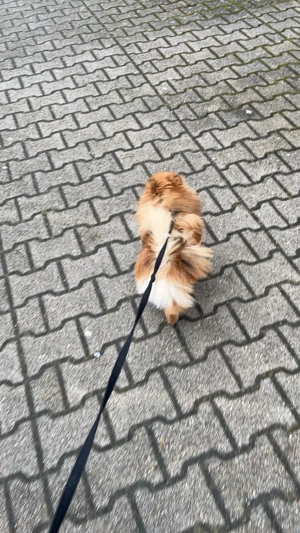 Pomeranian zu verkaufen  Bild 2