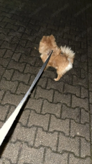 Pomeranian zu verkaufen  Bild 4