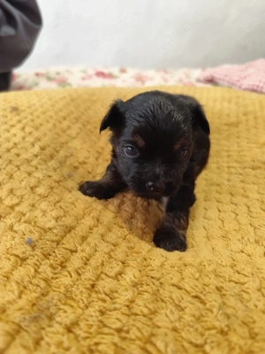 Yorkie Tibet-spaniel mix Welpen