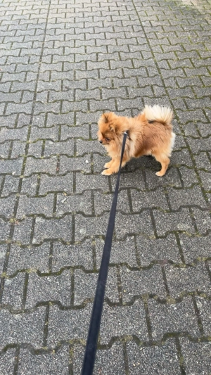 Pomeranian zu verkaufen  Bild 5