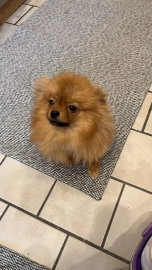 Pomeranian zu verkaufen  Bild 3
