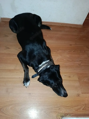 Labrador mix rüde 3 jahre alt 