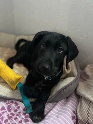 Deutscher Rauhaar-Labrador-Mix Welpe sucht liebevolles Zuhause