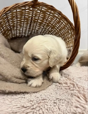Golden Retriever Welpen