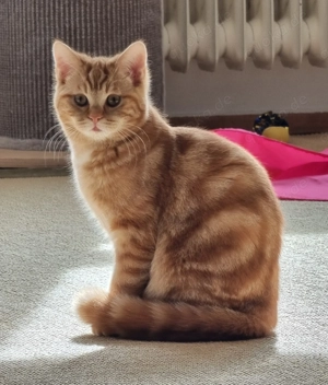 Roter Kater sucht ein neues zu Hause 