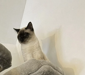 Kater sucht ein Zuhause 