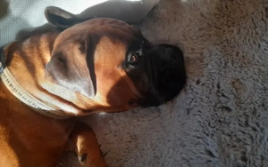 Boxer Hündin sucht liebevolles Zuhause 