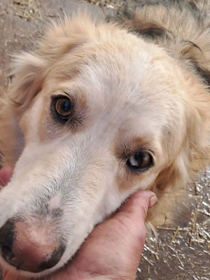 Ronja, sanftes Wesen sucht Menschen mit Herz Bild 6