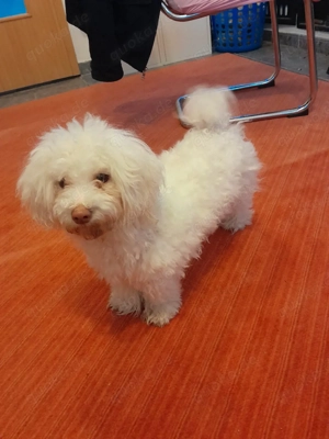 Heute muss abgeben.Bischon