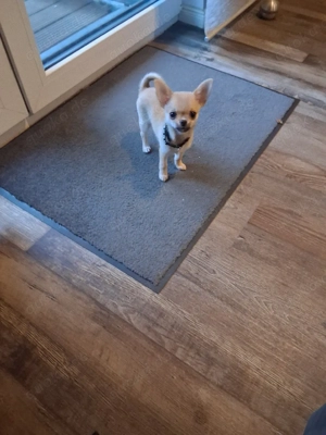 Bildhübscher Chihuahua Rüde