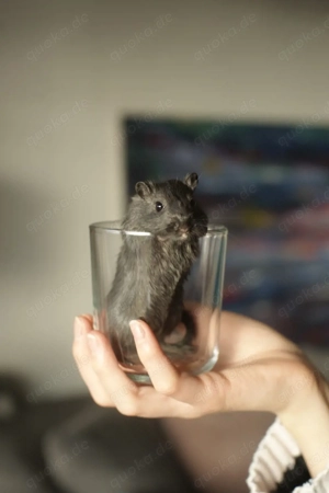 Rennmaus (männl.) abzugeben