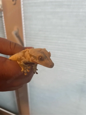 Kronengecko lilly white