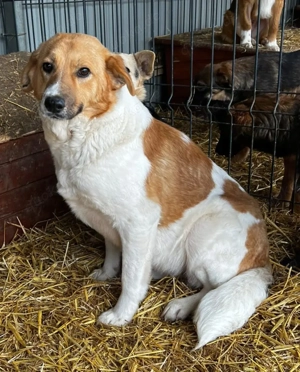 Lydia sucht ein warmes Körbchen!