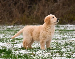 Golden Retriever Welpen in liebevolle Hände abzugeben
