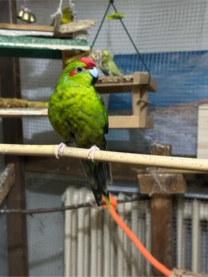 Ziegensittich Pärchen