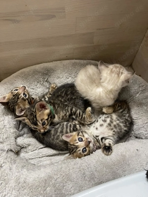 Niedliche reinrassige Bengal-Kätzchen!!! Kontaktieren Sie uns per WhatsApp unter: 015777944807  