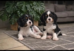 Cavalier King Charls Spaniel