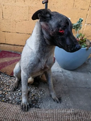 *AMELIE* Eine liebe, soziale Hündin, die sehr gerne lernt