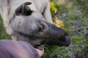 *AMELIE* Eine liebe, soziale Hündin, die sehr gerne lernt Bild 6