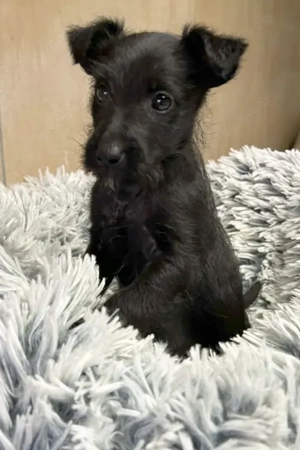 Welpe *JANG* Der kleine Hundemann wartet gespannt auf sein Ticket ins eigene liebevolle Zuhause