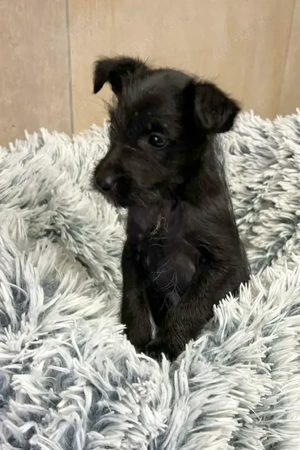 Welpe *JANG* Der kleine Hundemann wartet gespannt auf sein Ticket ins eigene liebevolle Zuhause