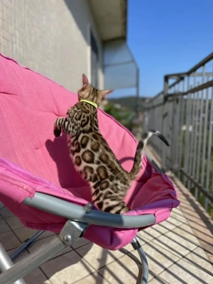 Ruhige reinrassige Bengal-Kätzchen!!! Kontaktieren Sie uns per WhatsApp unter: 015777944807 