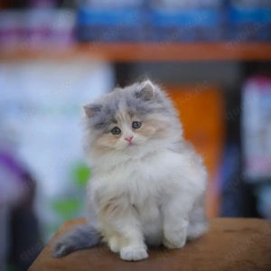 Wunderschöne, bezaubernde Perserkätzchen