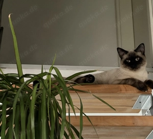 Liebevoller Kater Siammix sucht sein Für-immer-Zuhause 