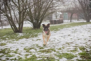 *SUKI* - Eine offene, soziale Hündin, die sehr gerne und schnell lernt Bild 9