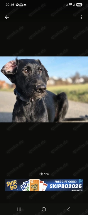 Tapsi sucht ein neues Zuhause 