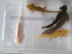 Axolotl Bd. frei .. viele Farben