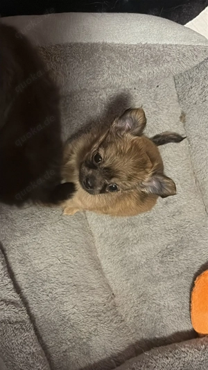 Ich habe wunderschöne chihuahua ab zugeben