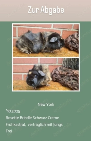 vers. Frühkastrat Meerschweinchen Rosette Bild 4