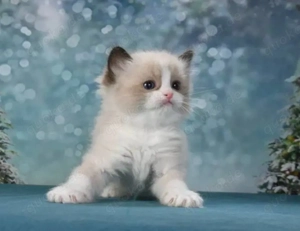 Bezaubernde Ragdoll-Kätzchen