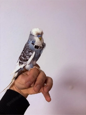 Schauwellensittiche verschiedene Farben