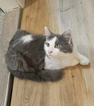 Zuckersüße Kater sucht neue Zuhause