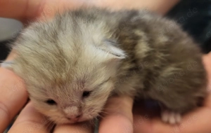 Bkh kitten Golden tabby  Bild 3