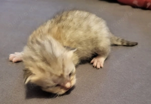 Bkh kitten Golden tabby  Bild 4
