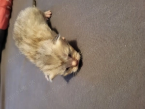 Bkh kitten Golden tabby  Bild 5