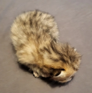 Bkh kitten Golden tabby  Bild 6