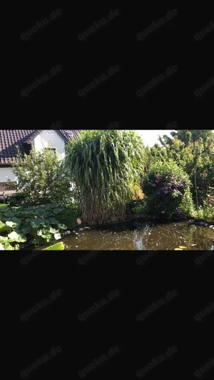 Wir nehmen Wasserschildkröten auf