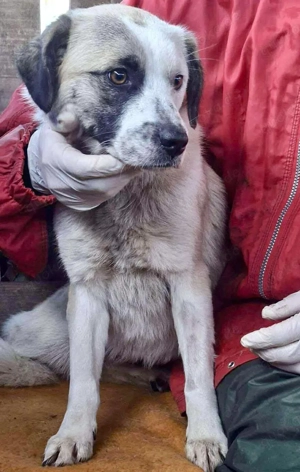 Hübsche Isi hofft auf ihre 2. Chance Bild 10