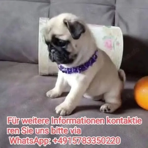 Liebevolle Welpen suchen ein neues Zuhause