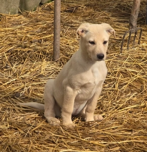 Molly, schüchterner Welpe sucht neues Zuhause