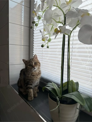 Liebevolles Zuhause für unseren Britisch Kurzhaar Kater Keks gesucht